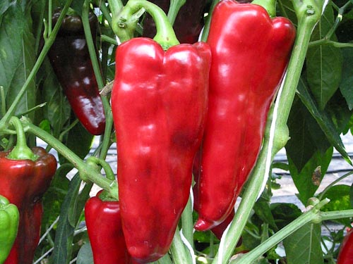 Gemüsepaprika