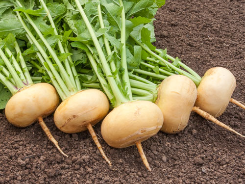 Mai-/Herbstrüben/Navets