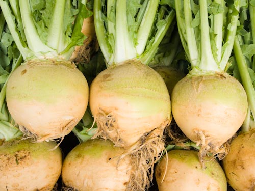 Kohlrübe