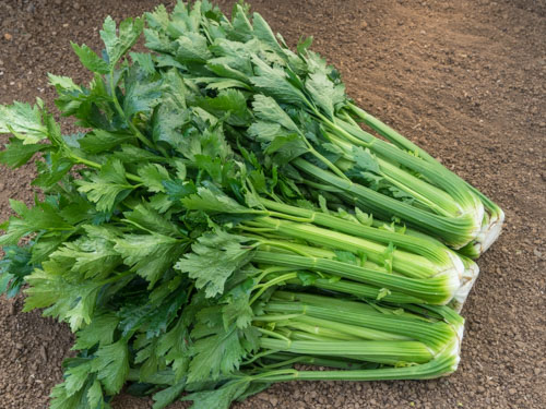 Stangen-, Bleichsellerie