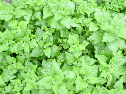 Neuseeländer Spinat