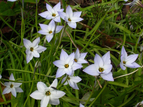 Zierliche Blütenschätze