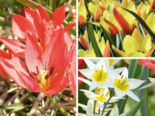 Blumenzwiebel-Kollektionen