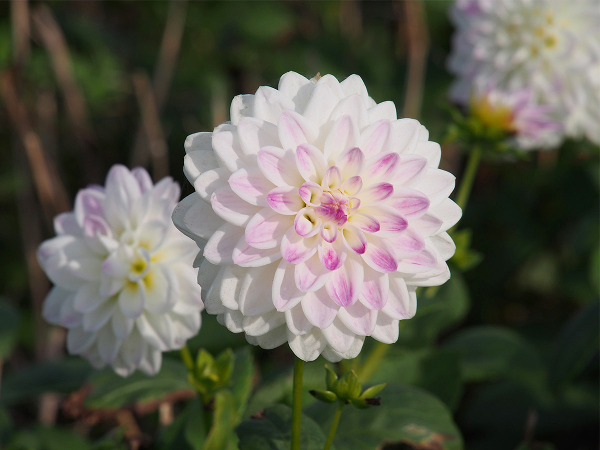 Dahlien, Gladiolen & Co.