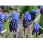 Muscari latifolium