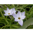 Ipheion uniflorum Whisley Blue - Bio-Samen online kaufen - Bingenheim Biosaatgut