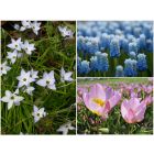 Bienen-Balkon-Kollektion