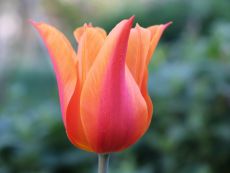 Ballerina - Bio-Samen online kaufen - Bingenheim Biosaatgut