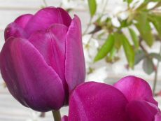 Purple Prince - Bio-Samen online kaufen - Bingenheim Biosaatgut