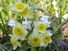 Minnow - Bio-Samen online kaufen - Bingenheim Biosaatgut