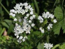Allium neapolitanum