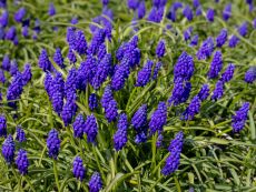 Muscari armeniacum - Bio-Samen online kaufen - Bingenheim Biosaatgut