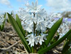 Puschkinia libanotica - Bio-Samen online kaufen - Bingenheim Biosaatgut