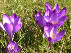 Ruby Giant - Bio-Samen online kaufen - Bingenheim Biosaatgut