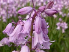 Hyacinthoides hisp. Rosa - Bio-Samen online kaufen - Bingenheim Biosaatgut