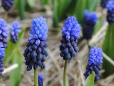 Muscari latifolium