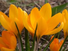 Golden Yellow - Bio-Samen online kaufen - Bingenheim Biosaatgut