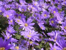 Anemone blanda Blue Shades - Bio-Samen online kaufen - Bingenheim Biosaatgut