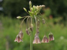 Nectaroscordum siculum