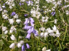 Hyacinthoides hisp. Weiß - Bio-Samen online kaufen - Bingenheim Biosaatgut