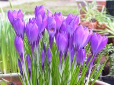 Flower Record - Bio-Samen online kaufen - Bingenheim Biosaatgut