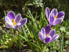 King of the Striped - Bio-Samen online kaufen - Bingenheim Biosaatgut