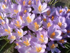 Barr's Purple - Bio-Samen online kaufen - Bingenheim Biosaatgut