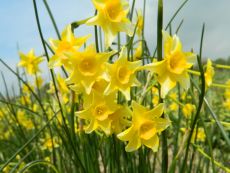 New Baby - Bio-Samen online kaufen - Bingenheim Biosaatgut