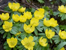 Eranthis cilicica - Bio-Samen online kaufen - Bingenheim Biosaatgut