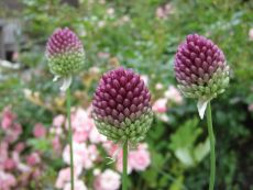 Allium sphaerocephalon - Bio-Samen online kaufen - Bingenheim Biosaatgut