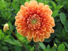 Sylvia - Bio-Samen online kaufen - Bingenheim Biosaatgut