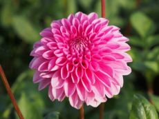 Sandra - Bio-Samen online kaufen - Bingenheim Biosaatgut