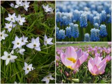 Bienen-Balkon-Kollektion