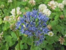 Allium azureum - Bio-Samen online kaufen - Bingenheim Biosaatgut