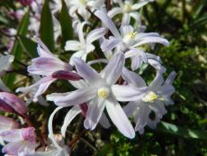 Chionodoxa forbesii Pink Giant - Bio-Samen online kaufen - Bingenheim Biosaatgut