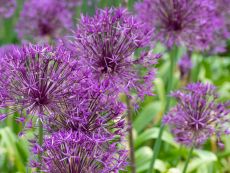 Allium Purple Rain