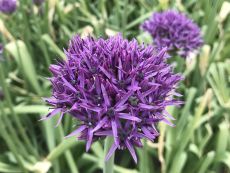 Allium Violet Beauty