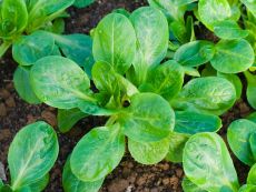 Verte à coeur plein 2