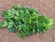 Gewöhnlicher Schnitt