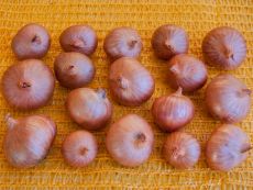 Schalotten 'Red Sun'