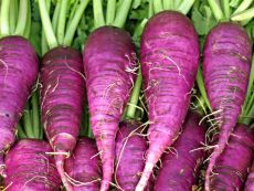 Blauer Herbst und Winter (AS)