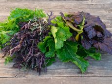 Pikantes Asia-Quartett