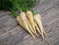 Weiße Küttiger (AS)