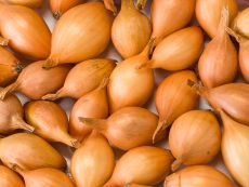 Stuttgarter Riesen 10 - 22 mm