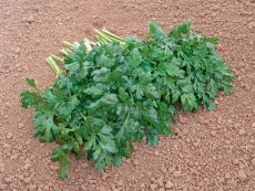 Amsterdamse Snij/Felicia