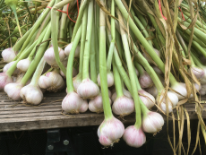 Thüla (AS) - Bio-Samen online kaufen - Bingenheim Biosaatgut