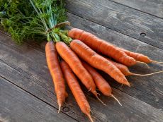 MOG-SG-104 (AS) - Bio-Samen online kaufen - Bingenheim Biosaatgut