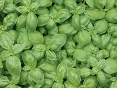 Basilikum mittelgroßbl.