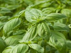Basilikum großblättrig