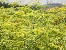 Gewürzfenchel